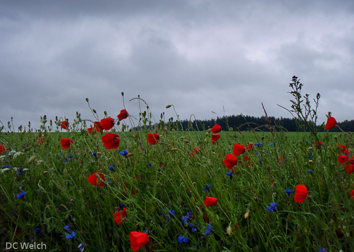 Poppies along the road